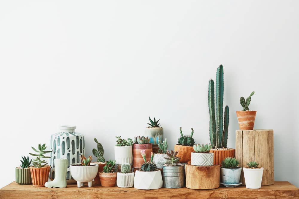Succulents for Bohemian Inspired Homes