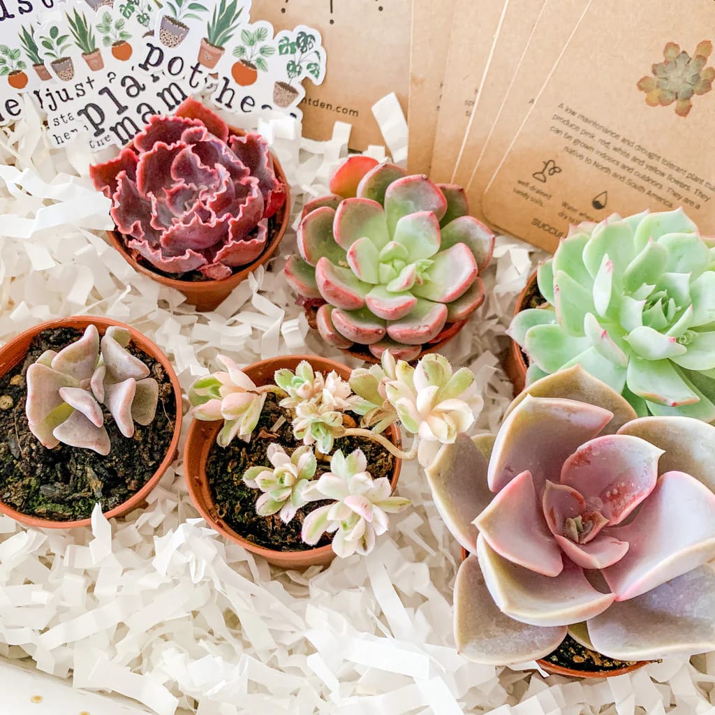 pink succulent gift box