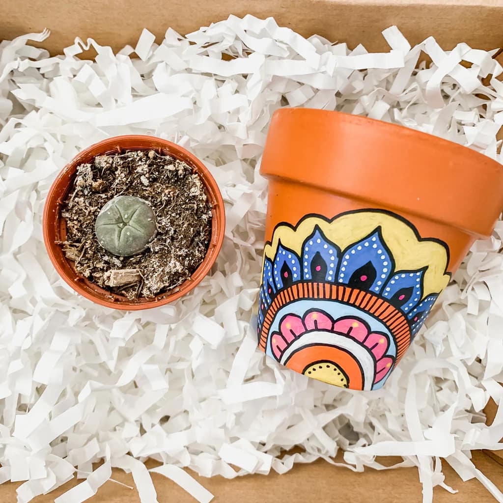 Peyote Cactus con Maceta de Mandala Pintada a Mano