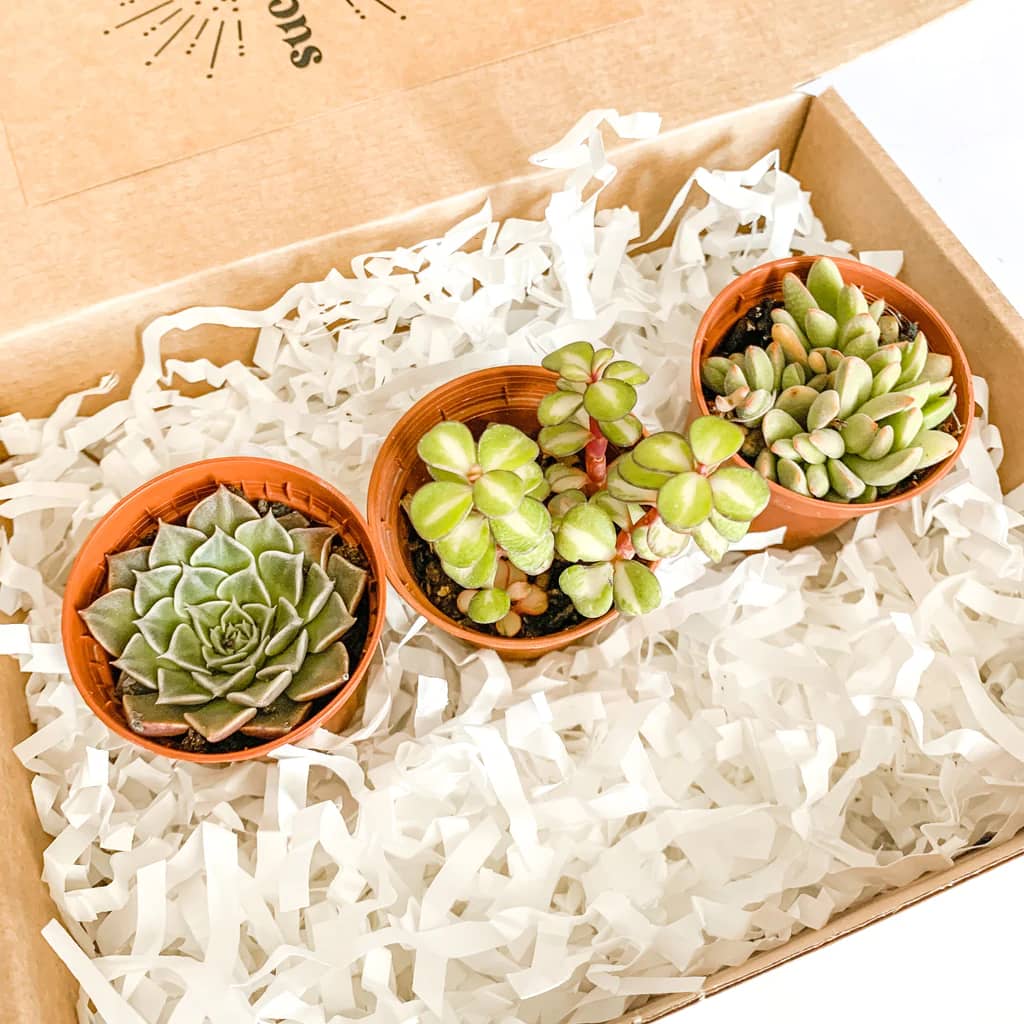 Succulent gift box - 3 ceramic pot