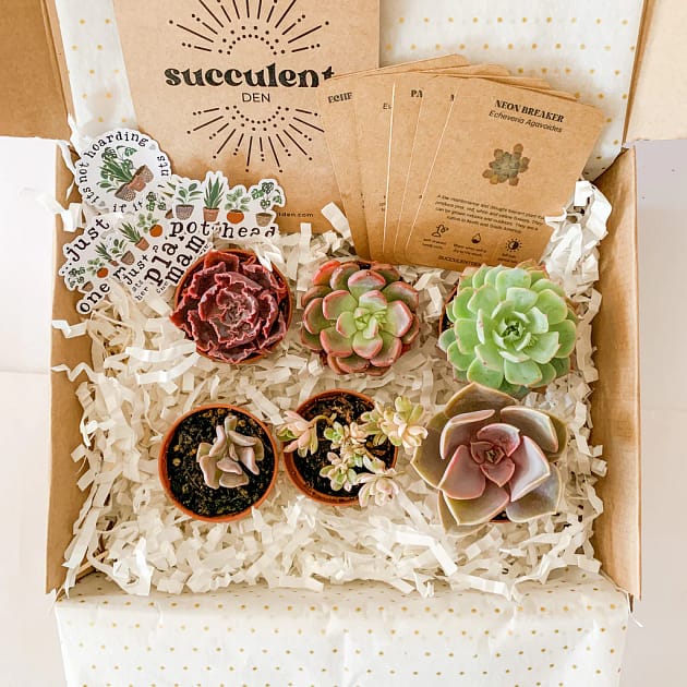 Succulent Gift Box Six Succulents with Stickers