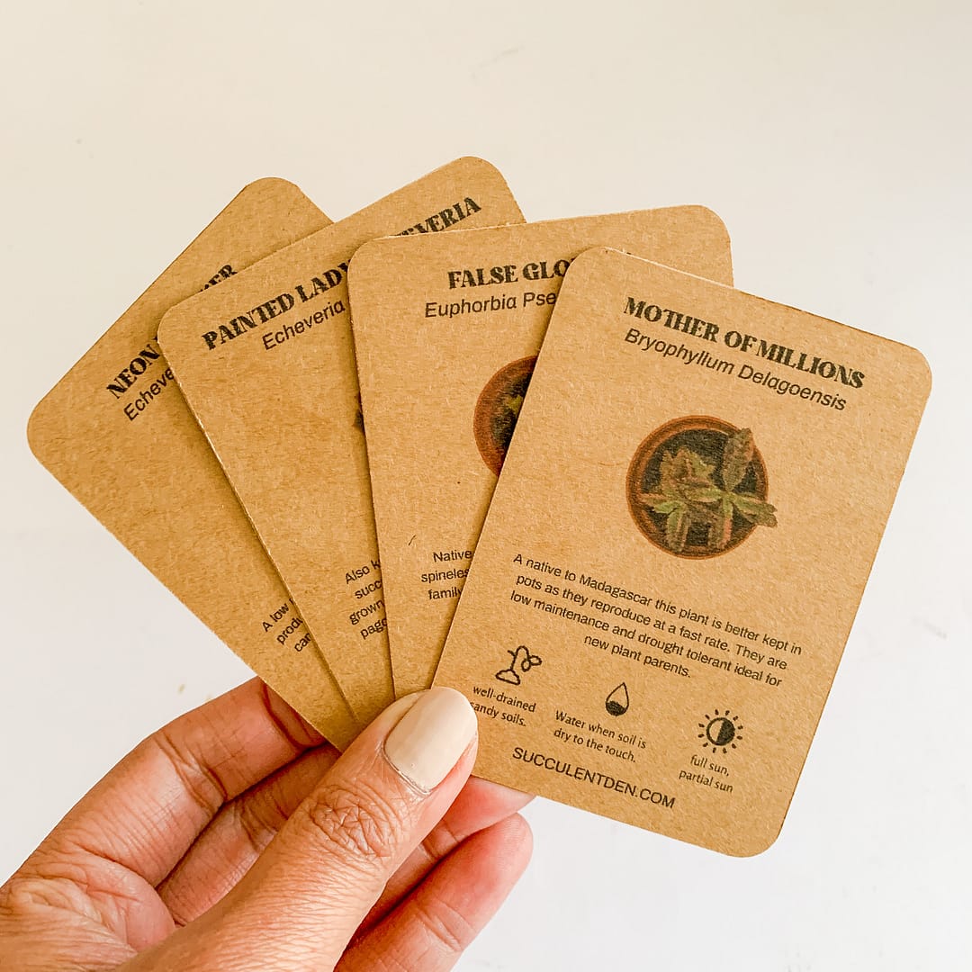 tarjetas de identificación de plantas suculentas