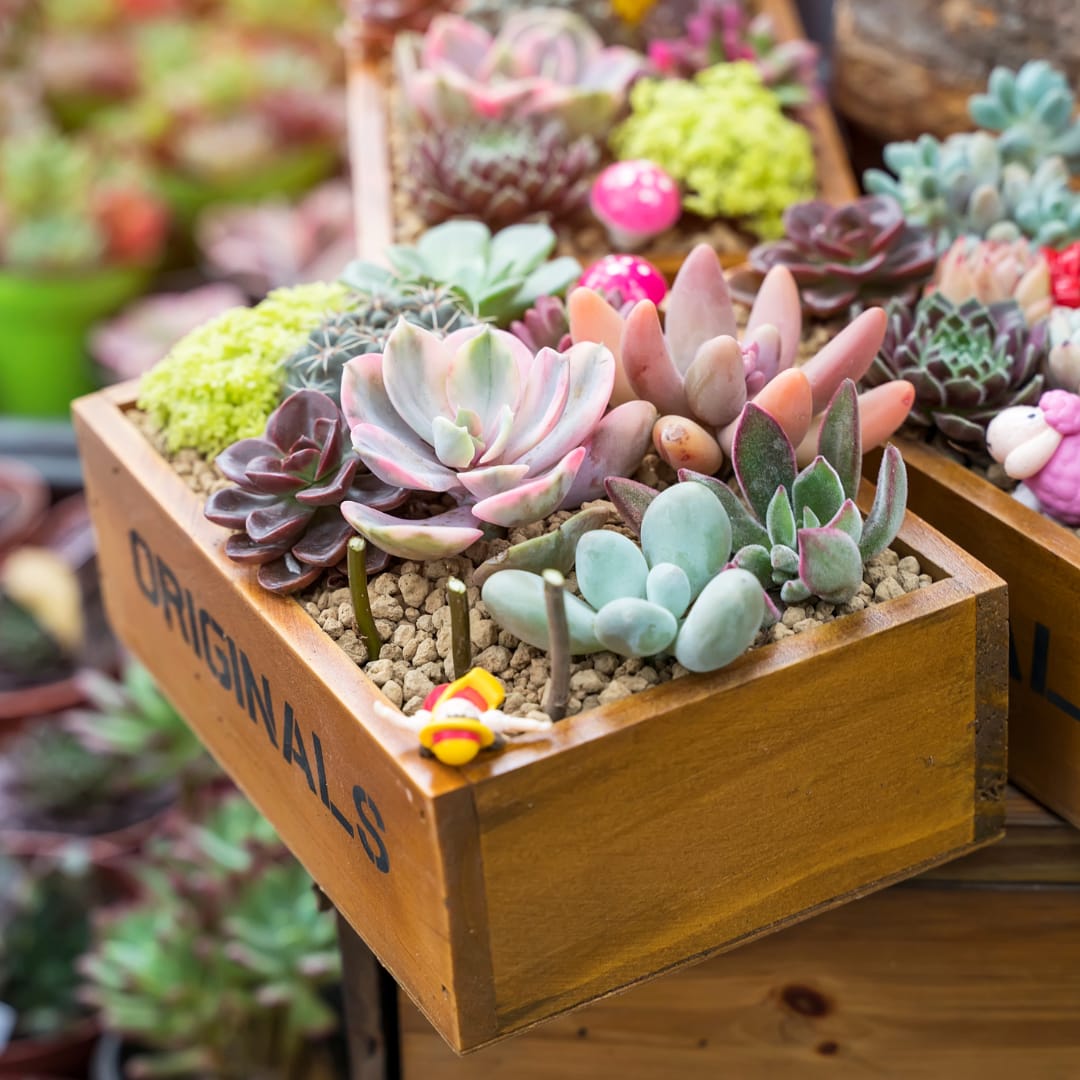 10 Tips On How to Choose Succulents for Bohemian Inspired Homes