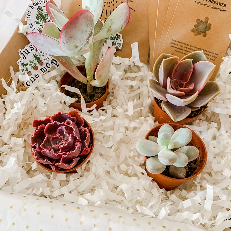 Succulent Gift Boxes Succulent Den