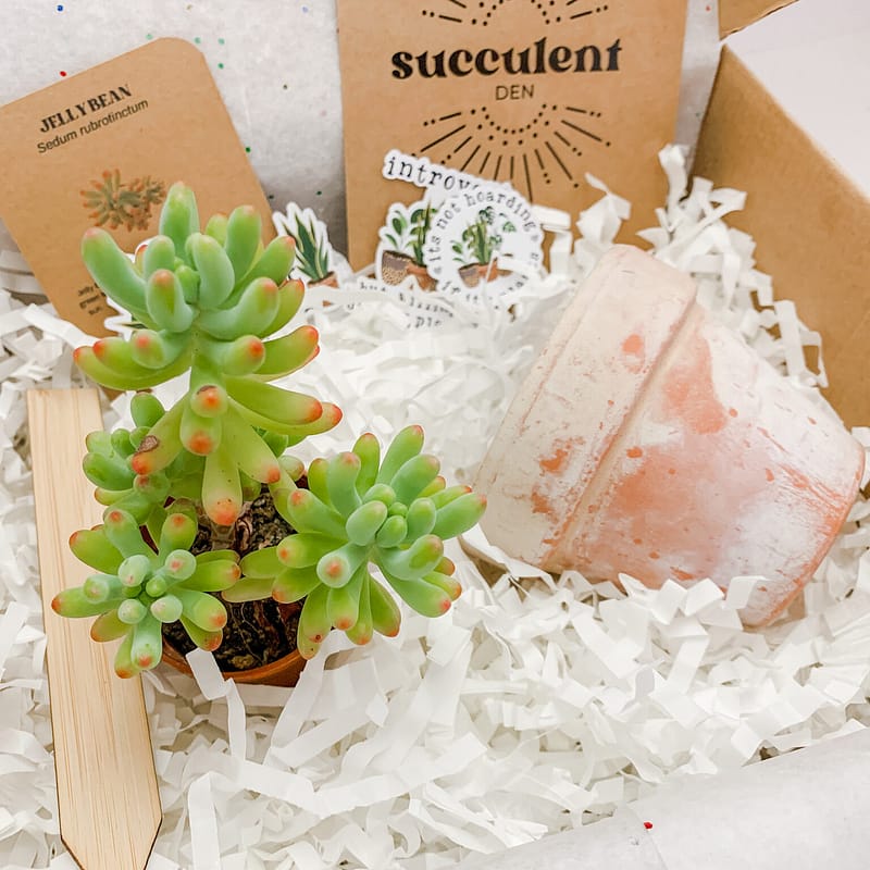 Succulent Gift Boxes Succulent Den