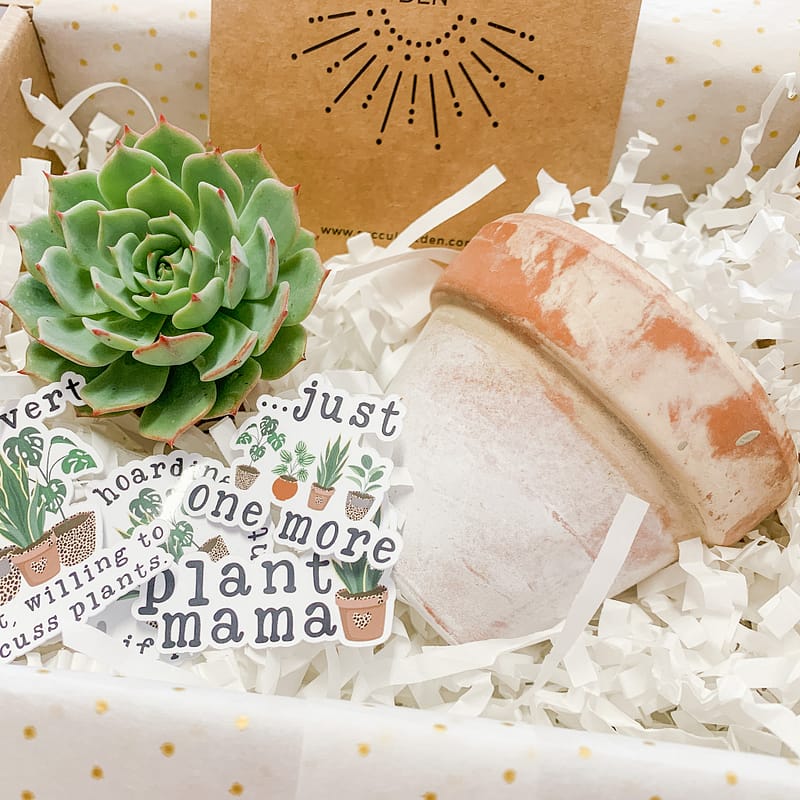 succulent gift box with white washed terracotta pot and stickers