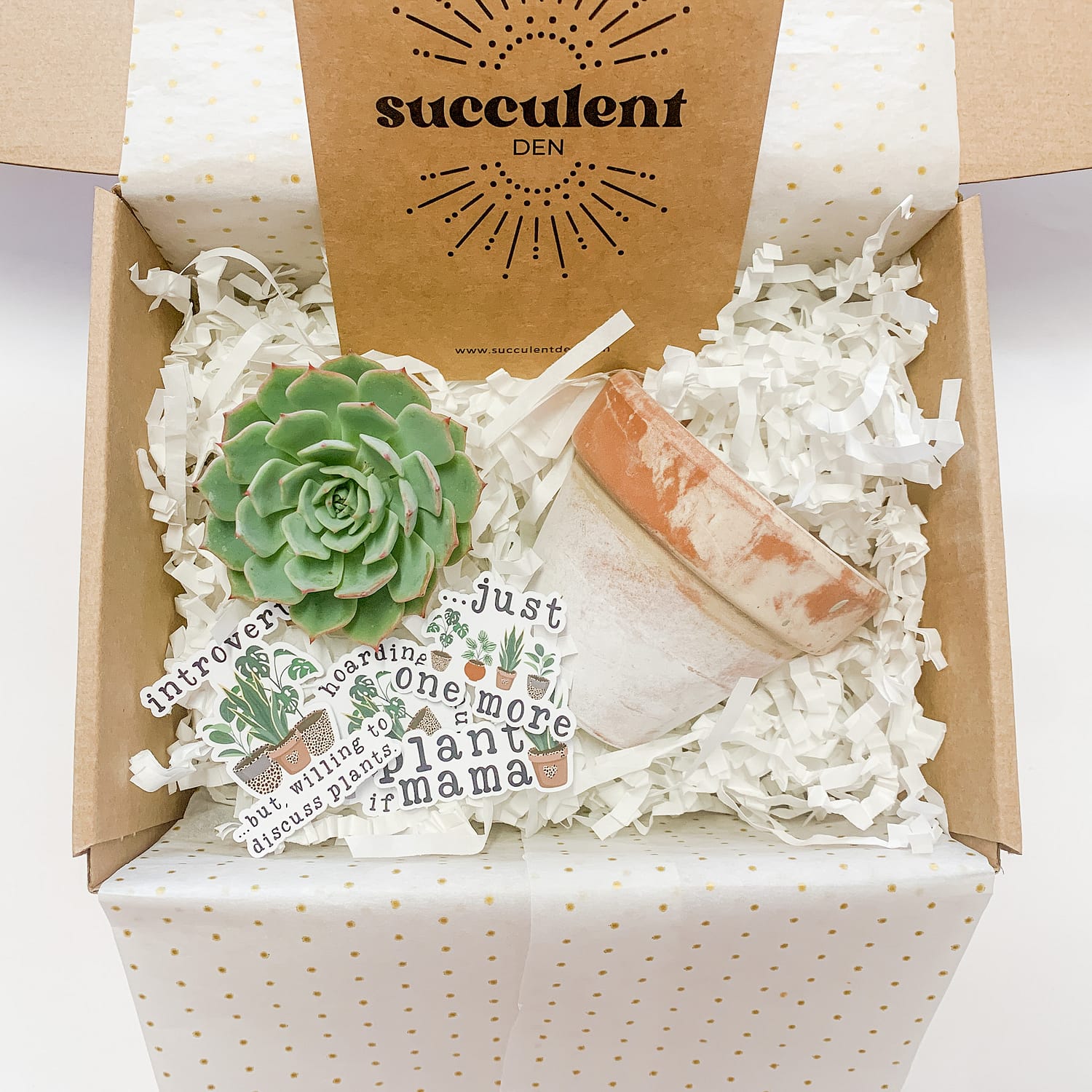 succulent gift box with pot