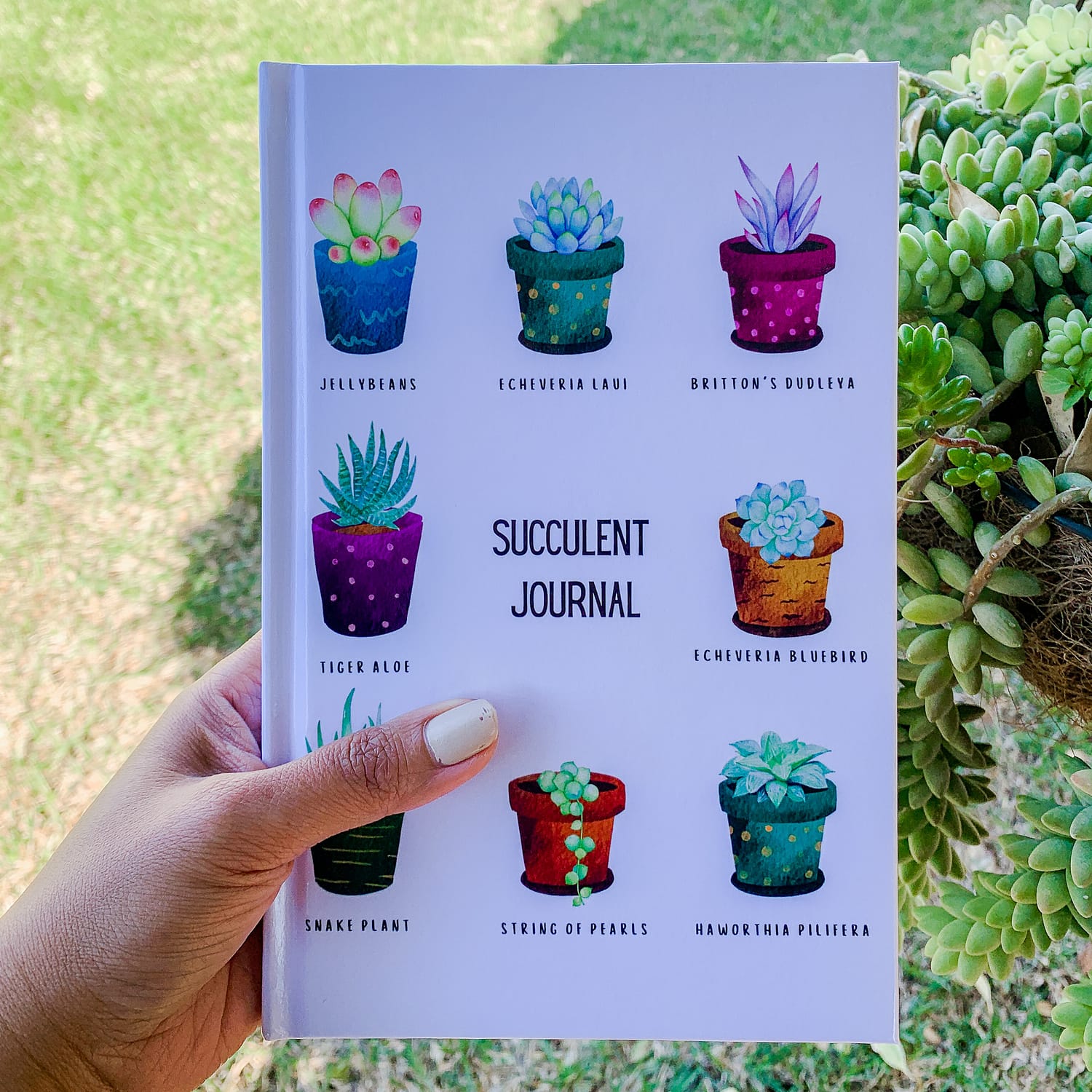 Succulent Diary Watering Schedule