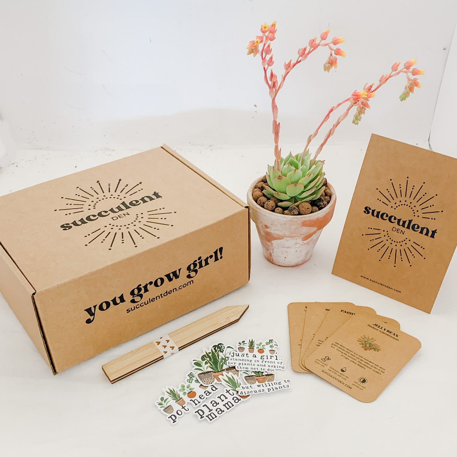 Succulent Gift Box Pack