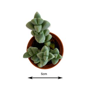 5 cm succulent plant