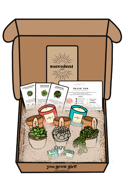 Succulent Box