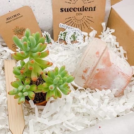 Jelly Bean Succulent Plant Gift Box With Whitewashed Pot