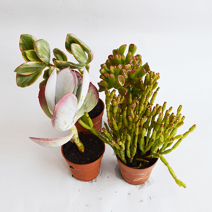 Pack of 4 tall succulents