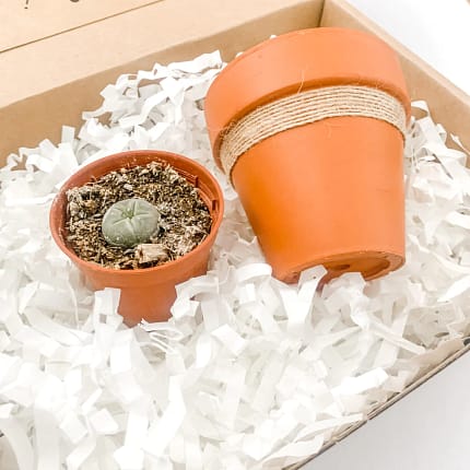 Peyote Cactus Gift And Pot