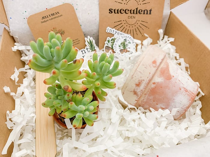 Jelly Bean Succulent Plant Gift Box With Whitewashed Pot