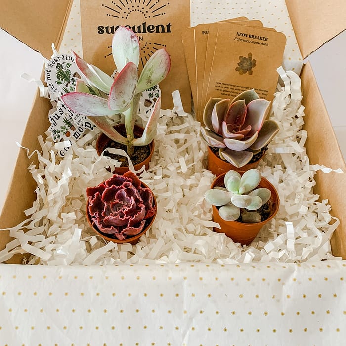purple and pink succulent gifts
