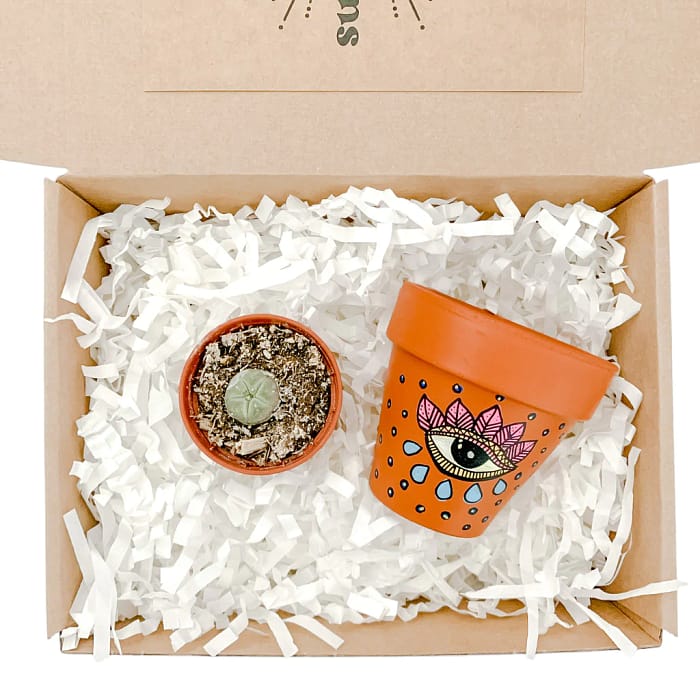 Peyote Cactus Gift Box With Hand Painted Terracotta Pot