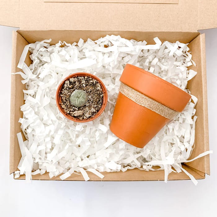 Peyote Cactus Gift With Plant Pot