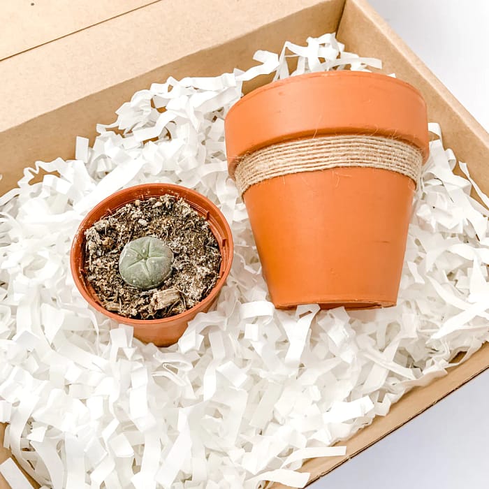 Peyote Gift Box With Pot