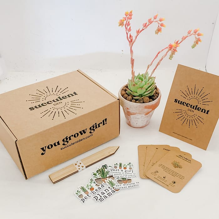 Paquete de caja de regalo suculenta