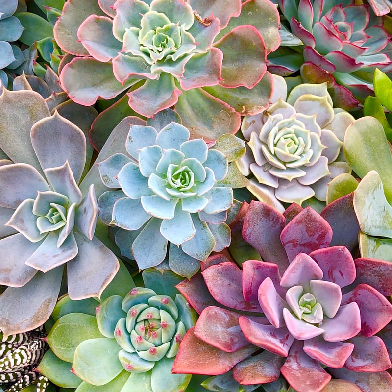 Why succulents make great first plants for beginners